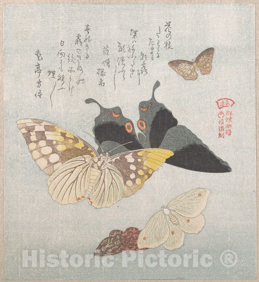Art Print : Kubo Shunman - Various Moths and Butterflies - Japan 5 : Vintage Wall Art