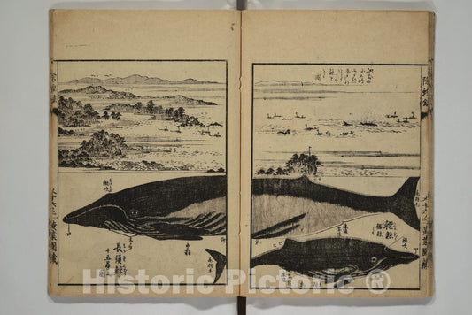 Art Print : Hasegawa Settan - Whales and Whale Oil (Jok? roku) - Japan : Vintage Wall Art