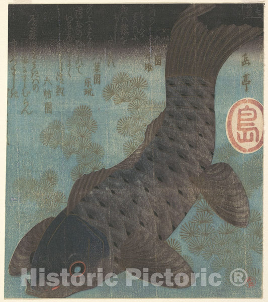 Art Print : Yashima Gakutei - Carp and Pine - Japan : Vintage Wall Art