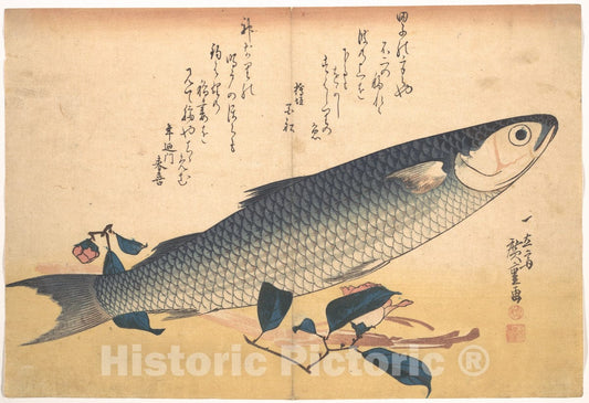 Art Print : Utagawa Hiroshige - Bora Fish with Camellia, from The Series Uozukushi (Every Variety of Fish) - Japan : Vintage Wall Art