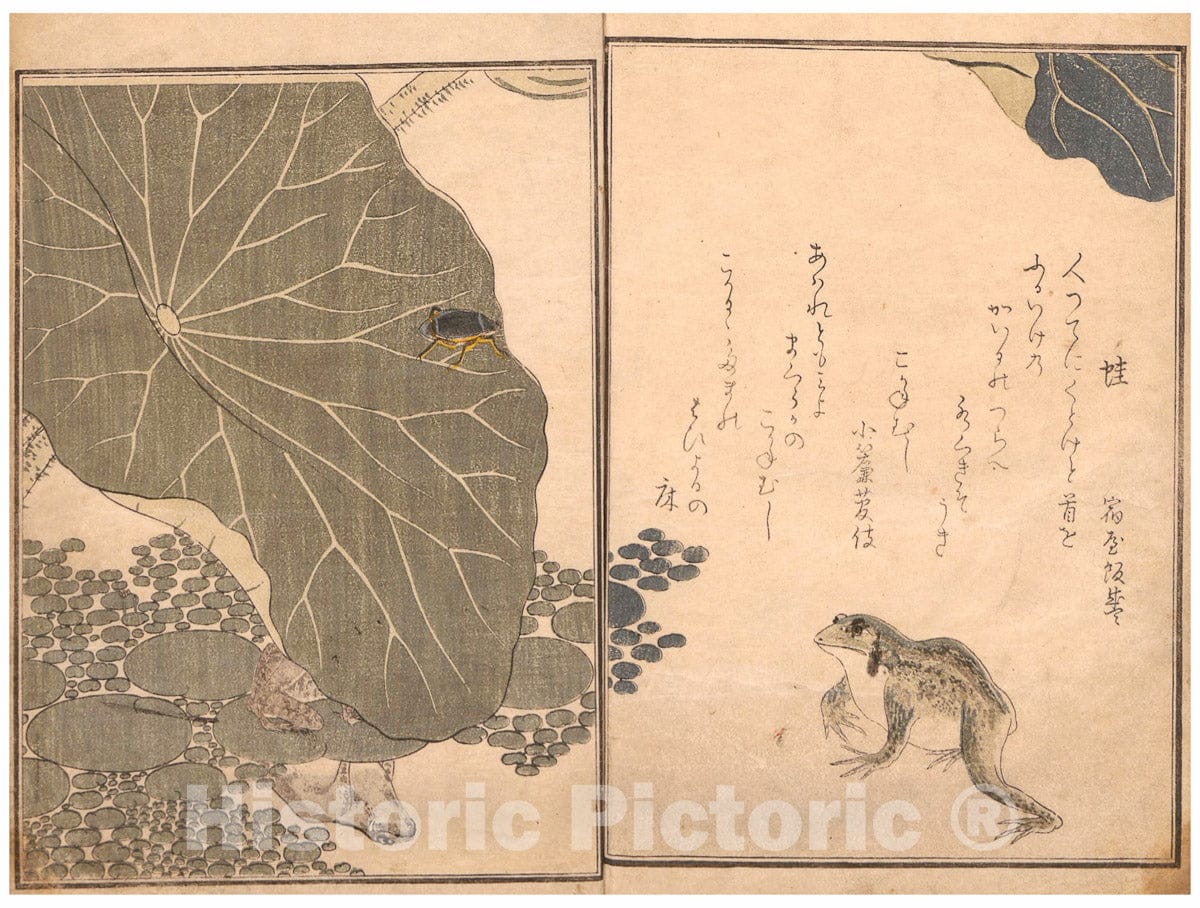 Art Print : Kitagawa Utamaro - Picture Book of Crawling Creatures (The Insect Book) (Ehon mushi erami) - Japan v.1 : Vintage Wall Art