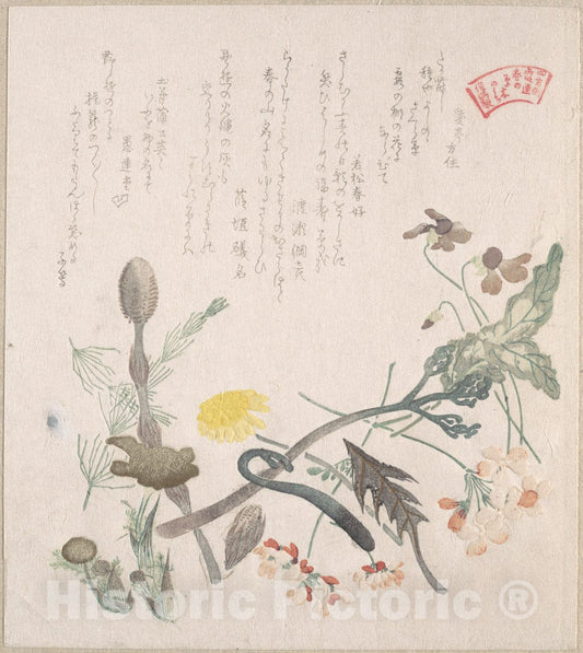 Art Print : Kubo Shunman - Violets, Primroses and Other Spring Flowers - Japan : Vintage Wall Art