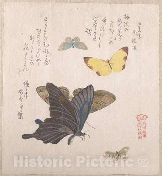 Art Print : Kubo Shunman - Various Moths and Butterflies - Japan - 415997 : Vintage Wall Art
