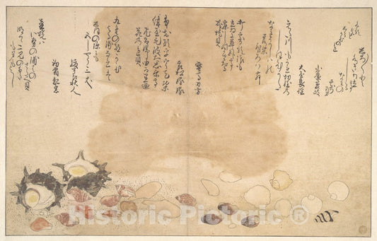 Art Print : Kitagawa Utamaro - Shells Under Water - Japan v.3 : Vintage Wall Art