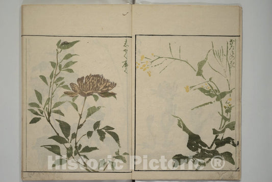 Art Print : Kuwagata Keisai - How to Draw Plants and Flowers Simply (S?ka ryakugashiki) - Japan : Vintage Wall Art