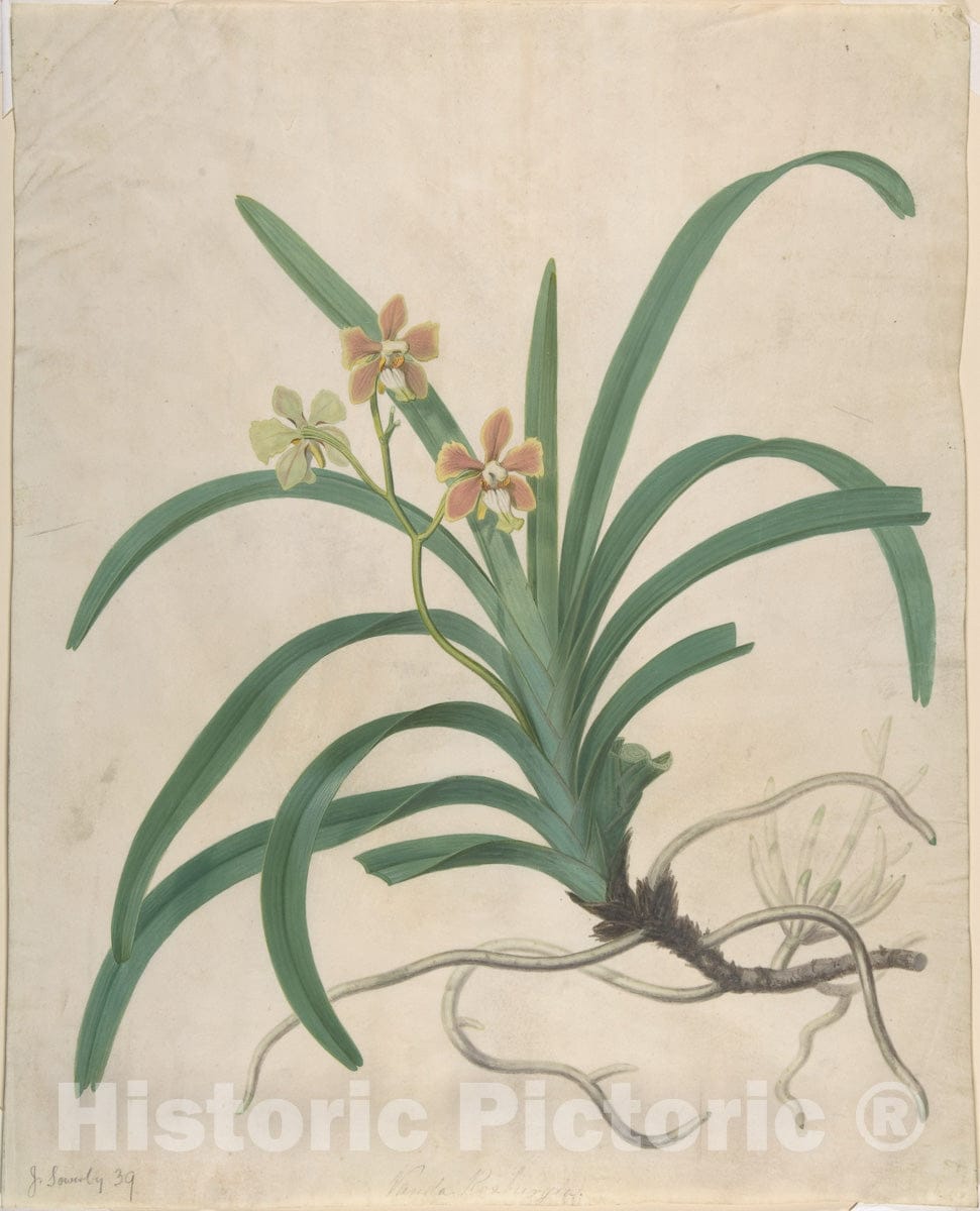 Art Print : James Sowerby - Study of an Orchid,Vanda Roxburgia : Vintage Wall Art