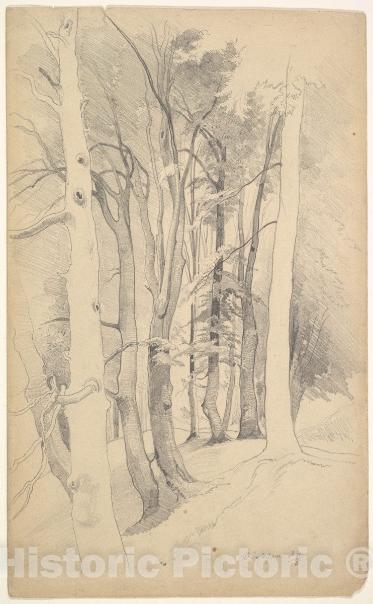 Art Print : Carl Maria Nicolaus Hummel - Trees Near Diessen : Vintage Wall Art