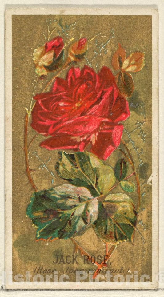 Art Print : Issued by Goodwin & Company - Jack Rose (Rose Jacqueminot), from The Flowers Series for Old Judge Cigarettes : Vintage Wall Art