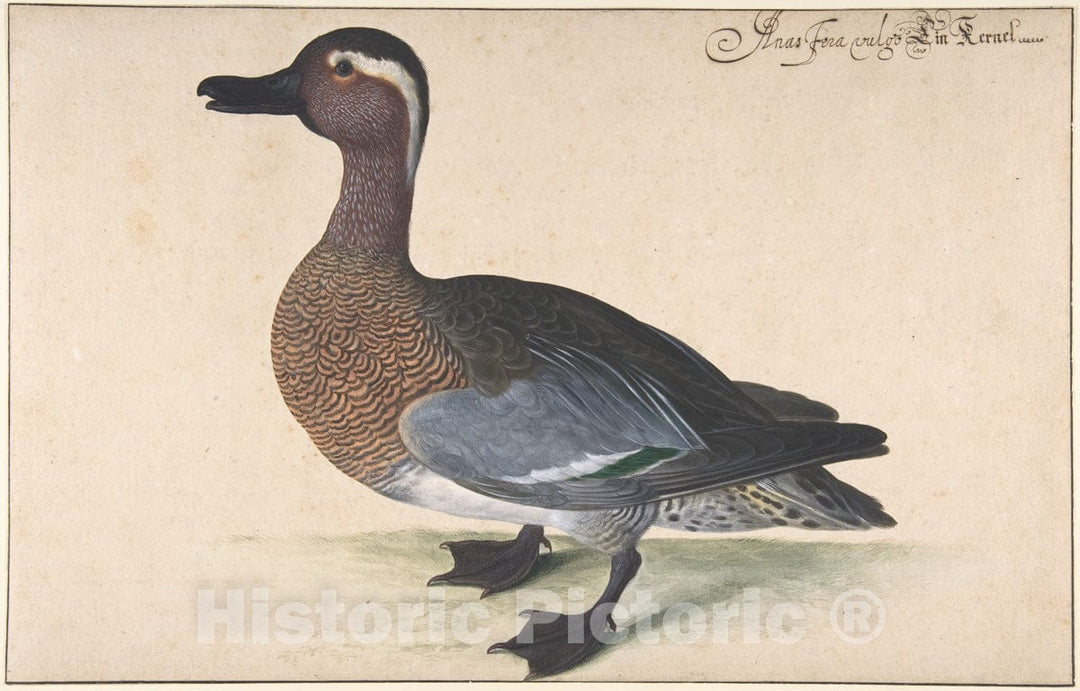 Art Print : Johann Jakob Walther - A Male Teal : Vintage Wall Art