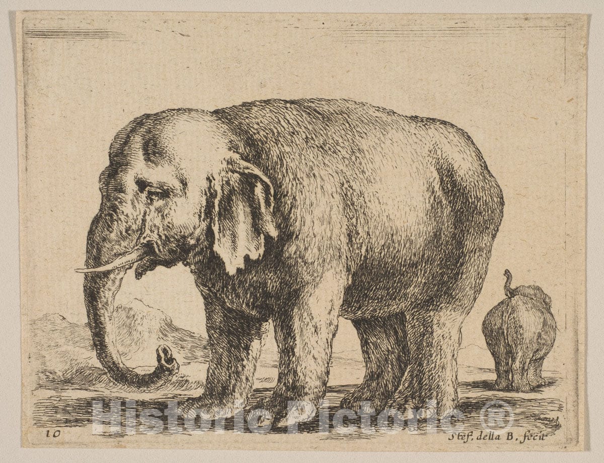 Art Print : Stefano Della Bella - Plate 10: Elephant, from 'Various Animals' (Diversi animali) 1 : Vintage Wall Art