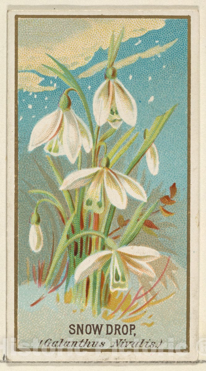 Art Print : Issued by Goodwin & Company - Snowdrop (Galanthus Nivalis), from The Flowers Series for Old Judge Cigarettes : Vintage Wall Art