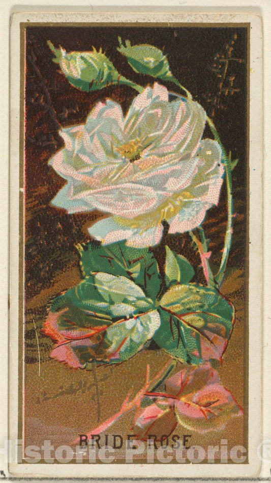 Art Print : Issued by Goodwin & Company - Bride Rose, from The Flowers Series for Old Judge Cigarettes : Vintage Wall Art
