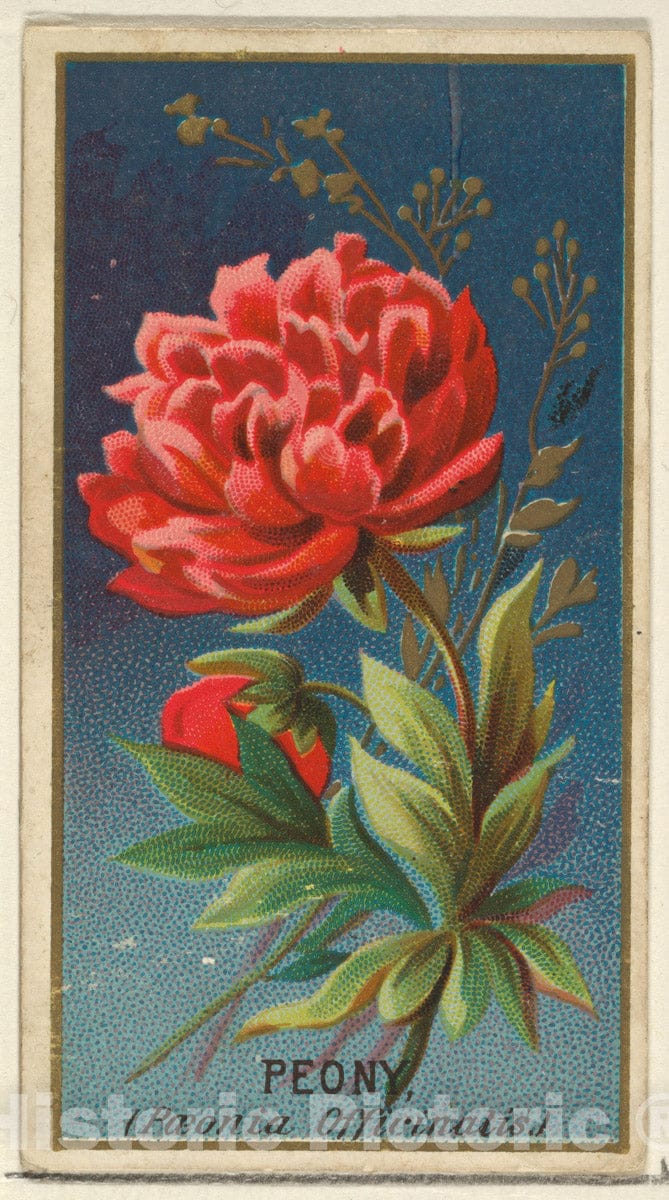 Art Print : Issued by Goodwin & Company - Peony (Paeonia Officinatis), from The Flowers Series for Old Judge Cigarettes : Vintage Wall Art