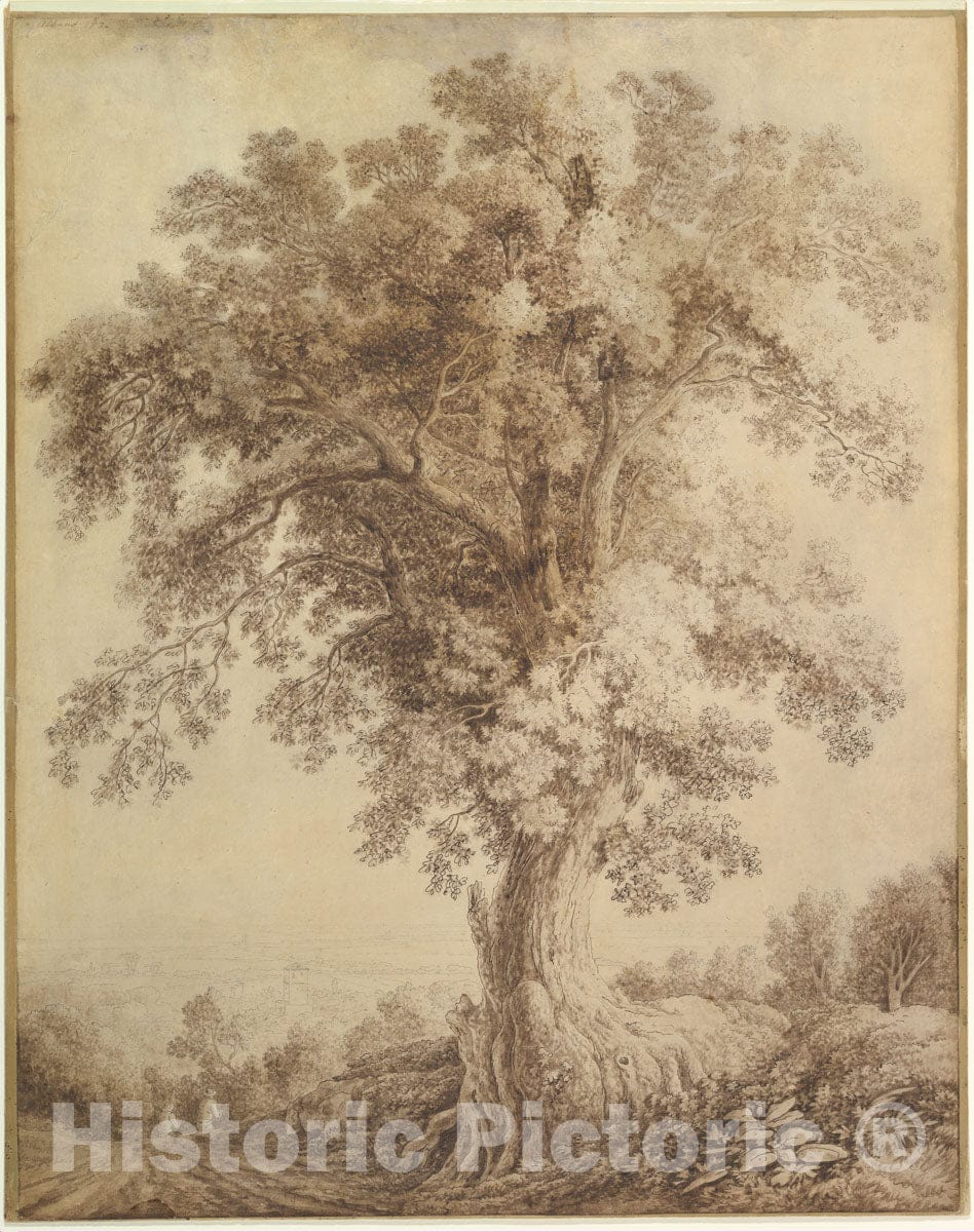 Art Print : Jacob Philipp Hackert - A Large Tree at Albano : Vintage Wall Art