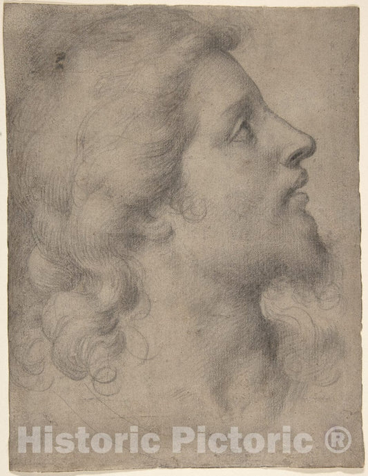 Art Print : Bronzino (Agnolo di Cosimo di Mariano) - Head of a Bearded, Young Man in Profile Facing Right : Vintage Wall Art