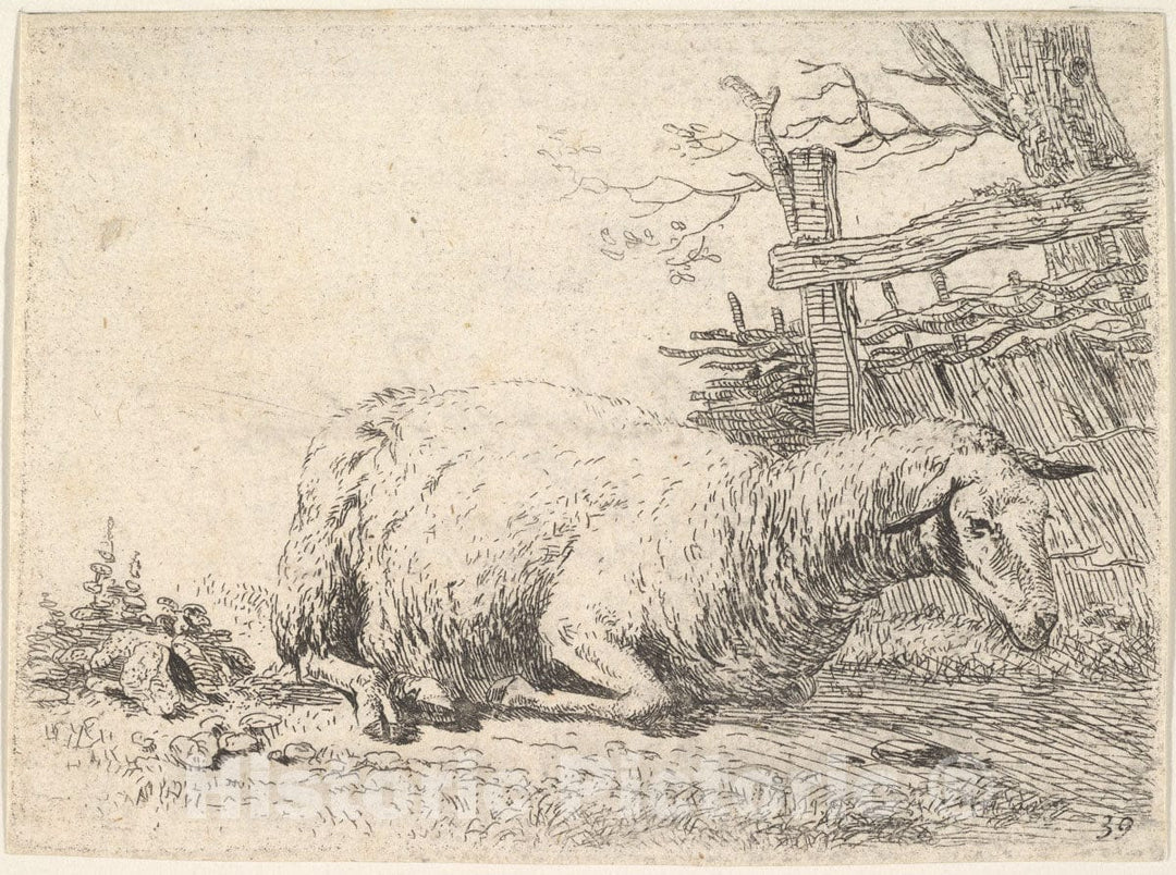 Art Print : Karel Dujardin - A Sheep Lying with its Legs Folded Underneath its Body Next to a Wooden Fence, The Sheep in Profile View : Vintage Wall Art