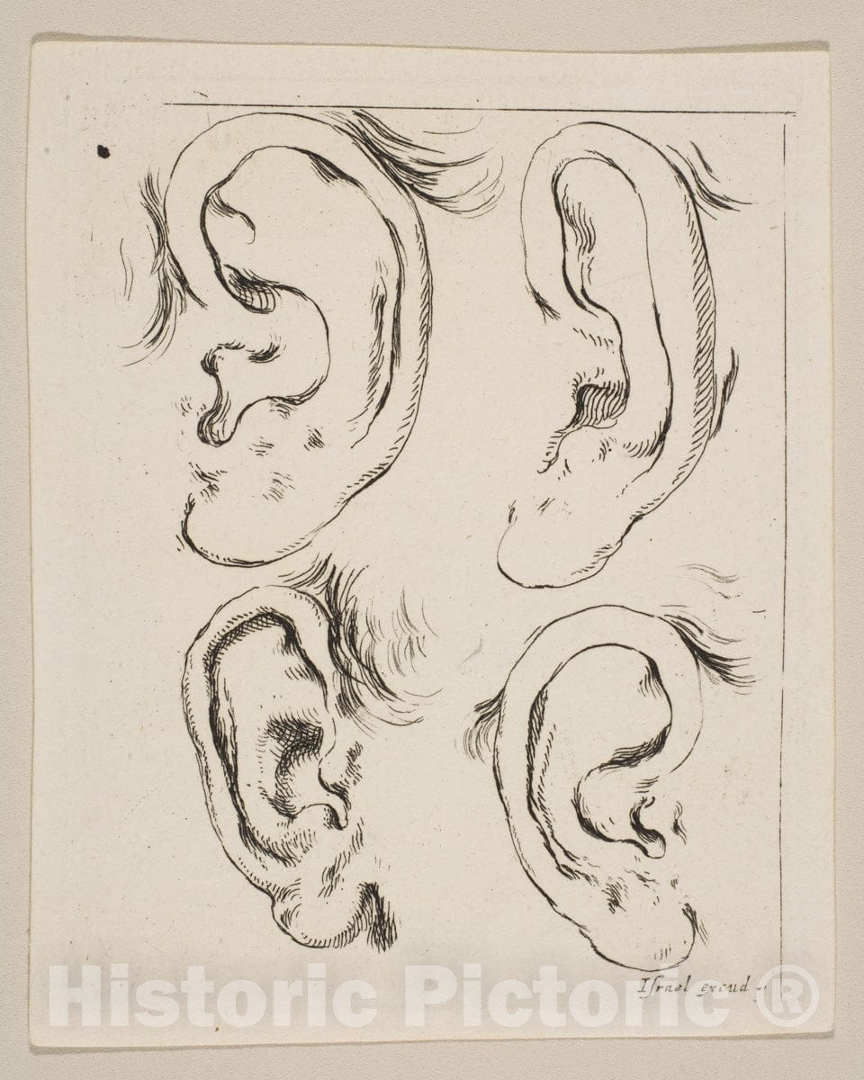 Art Print : Stefano Della Bella - Plate 5: Four Ears, from 'The Book for Learning to Draw' (Livre Pour apprendre à dessiner) : Vintage Wall Art