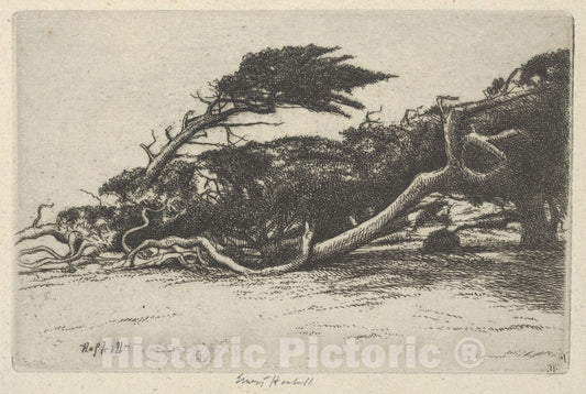 Art Print : Ernest Haskell - Wind Bent Cypress : Vintage Wall Art