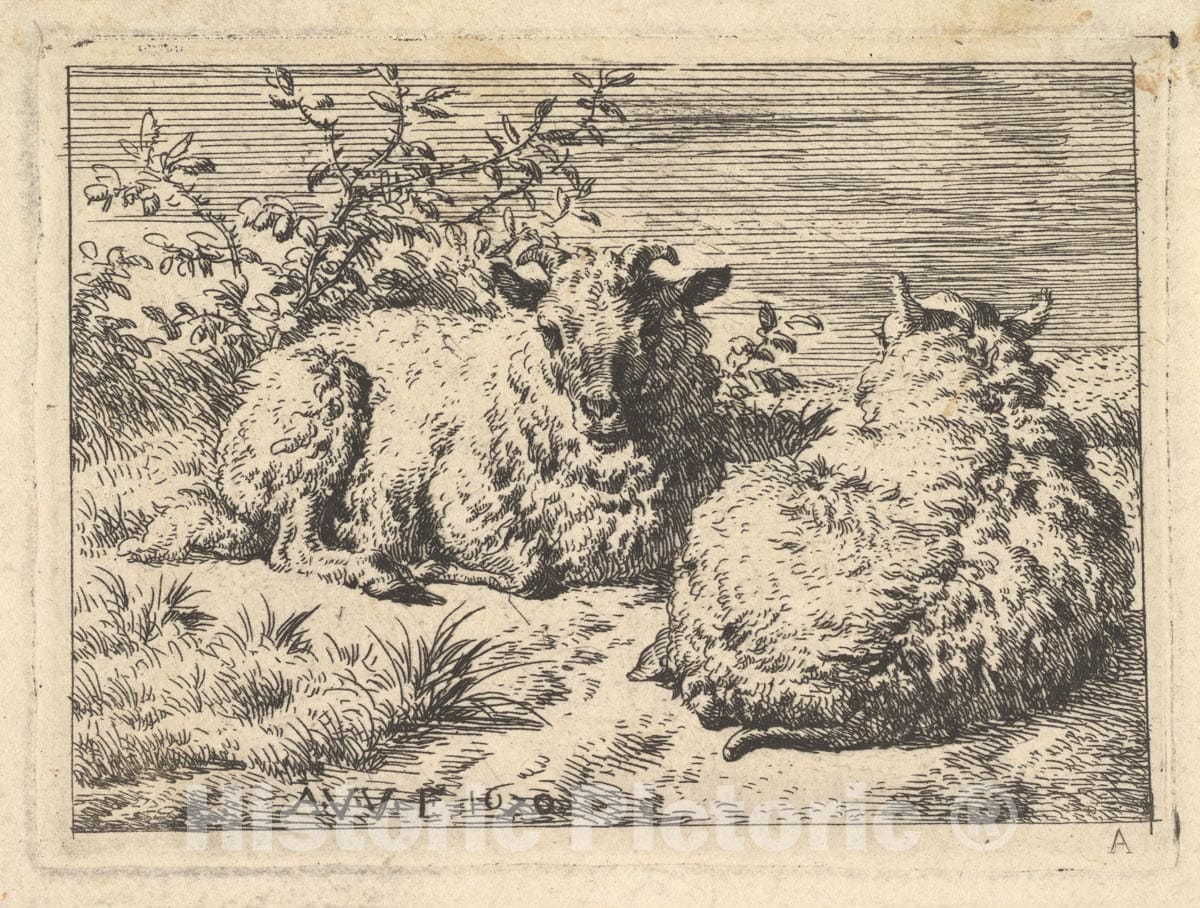 Art Print : Adriaen Van de Velde - Two Recumbent Sheep : Vintage Wall Art