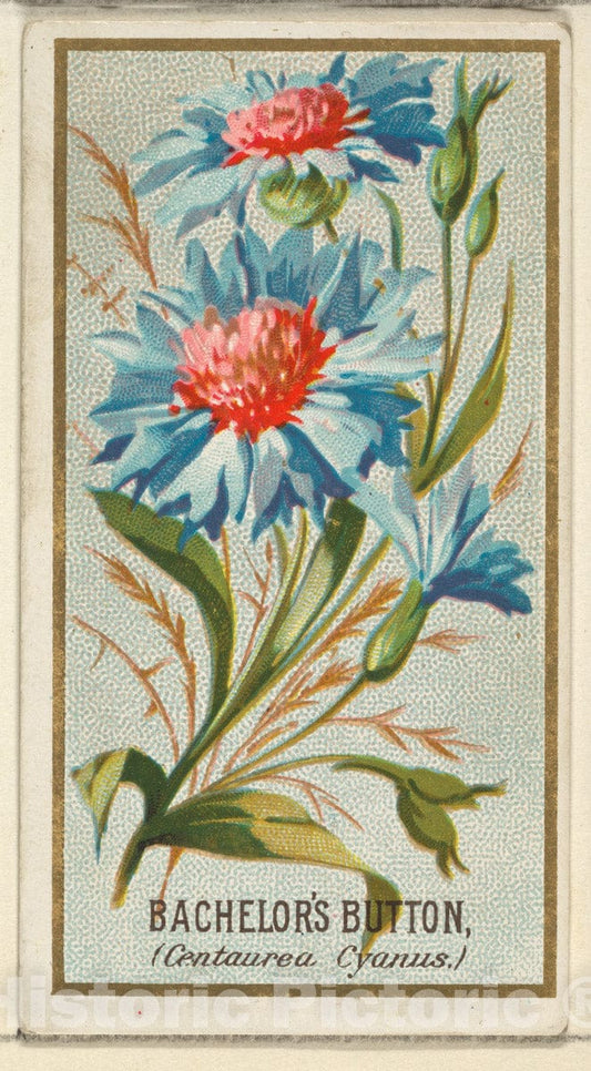 Art Print : Issued by Goodwin & Company - Bachelor's Button (Centaurea Cyanus), from The Flowers Series for Old Judge Cigarettes : Vintage Wall Art