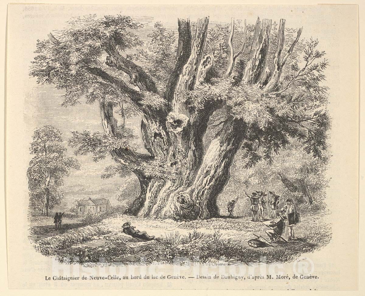 Art Print : Charles-François Daubigny - Le Châtaignier de Neuve-Celle, au Bord du lac de Genève, Daubigny : Vintage Wall Art