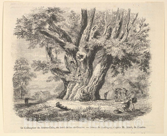 Art Print : Charles-François Daubigny - Le Châtaignier de Neuve-Celle, au Bord du lac de Genève, Daubigny : Vintage Wall Art