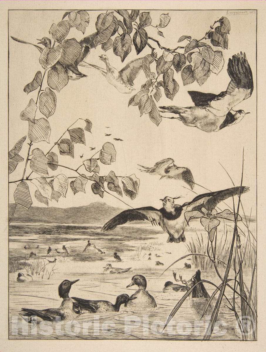 Art Print : Félix Bracquemond - Lapwings and Teals : Vintage Wall Art