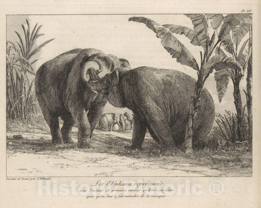 Art Print : Jean Pierre Louis Laurent Hoüel - Histoire Naturelle Des Deux Éléphans.du Muséum De Paris : Vintage Wall Art