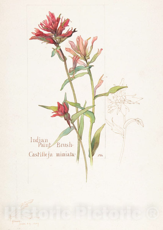 Art Print : Margaret Neilson Armstrong - Indian Paint Brush, Castilleja miniata : Vintage Wall Art