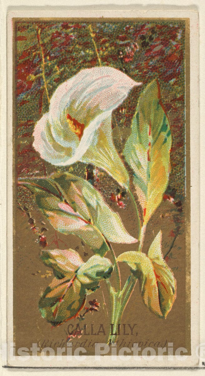 Art Print : Issued by Goodwin & Company - Calla Lily (Richardia Nethiopica), from The Flowers Series for Old Judge Cigarettes : Vintage Wall Art