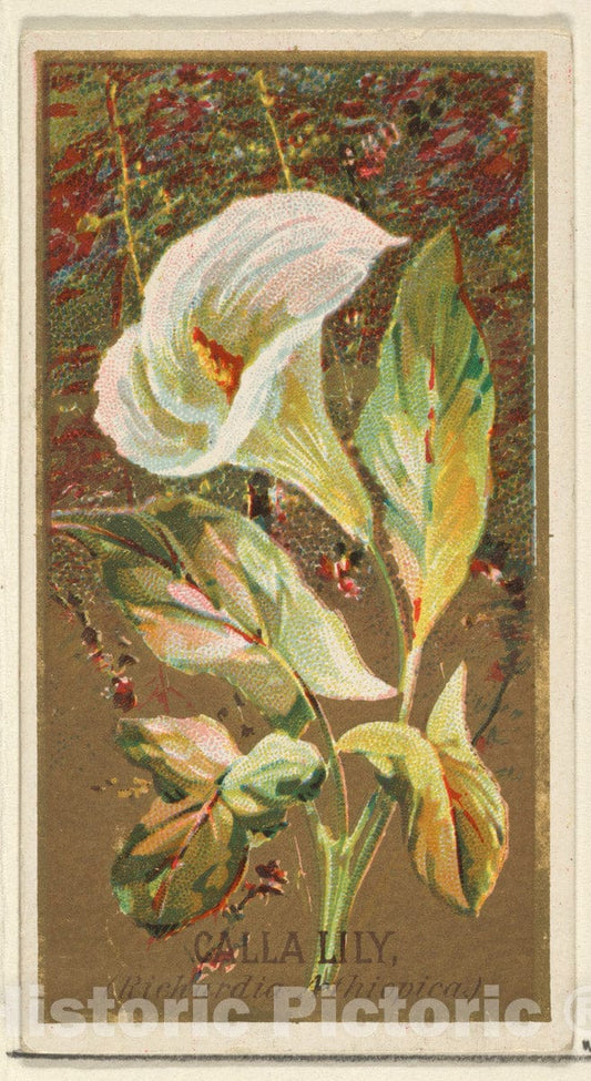 Art Print : Issued by Goodwin & Company - Calla Lily (Richardia Nethiopica), from The Flowers Series for Old Judge Cigarettes : Vintage Wall Art