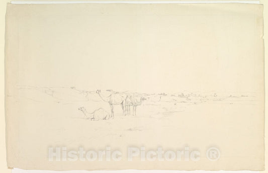 Art Print : Howard Carter - Camels in a Landscape : Vintage Wall Art