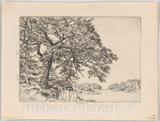 Art Print : Ernest Haskell - Marin's Oak : Vintage Wall Art
