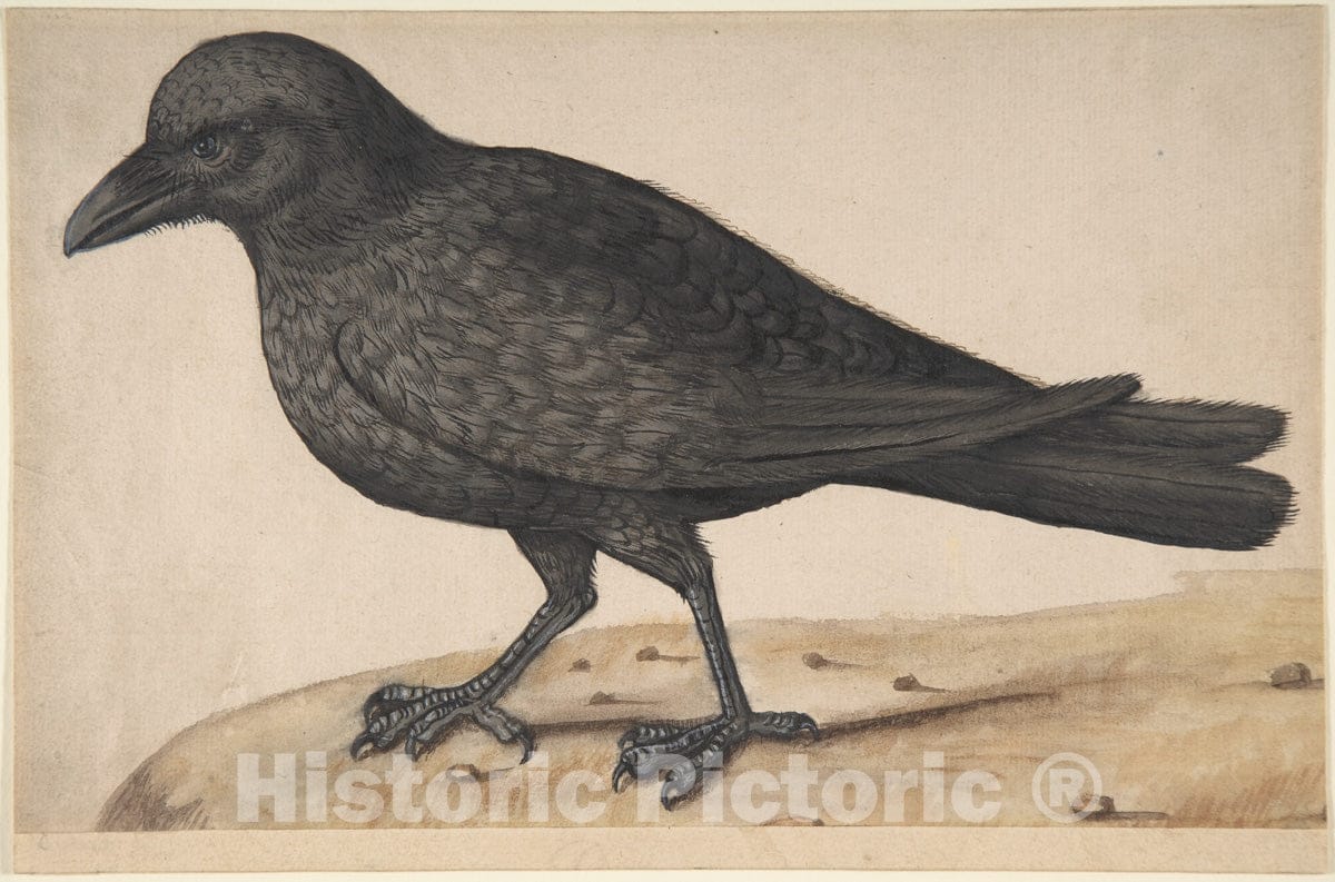 Art Print : Italian, 17th Century - A Crow : Vintage Wall Art