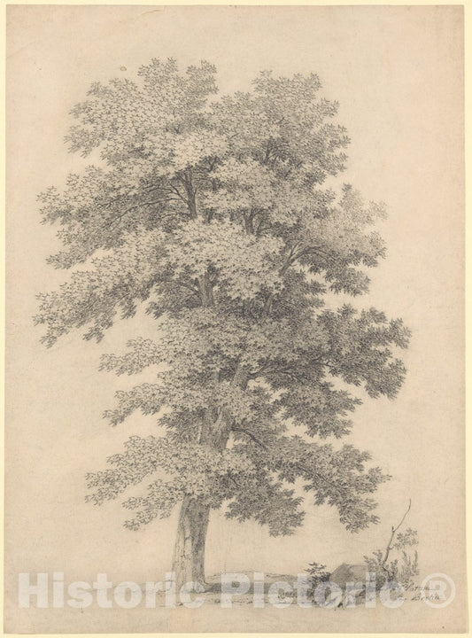 Art Print : Jean Victor Bertin - A Plane Tree : Vintage Wall Art
