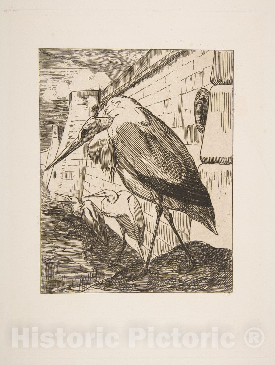 Art Print : Félix Bracquemond - The Storks : Vintage Wall Art