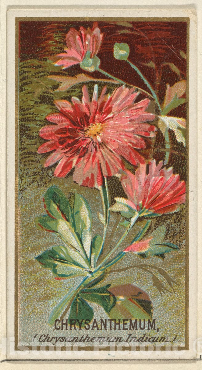 Art Print : Issued by Goodwin & Company - Chrysanthemum (Chrysanthemum Indicum), from The Flowers Series for Old Judge Cigarettes : Vintage Wall Art