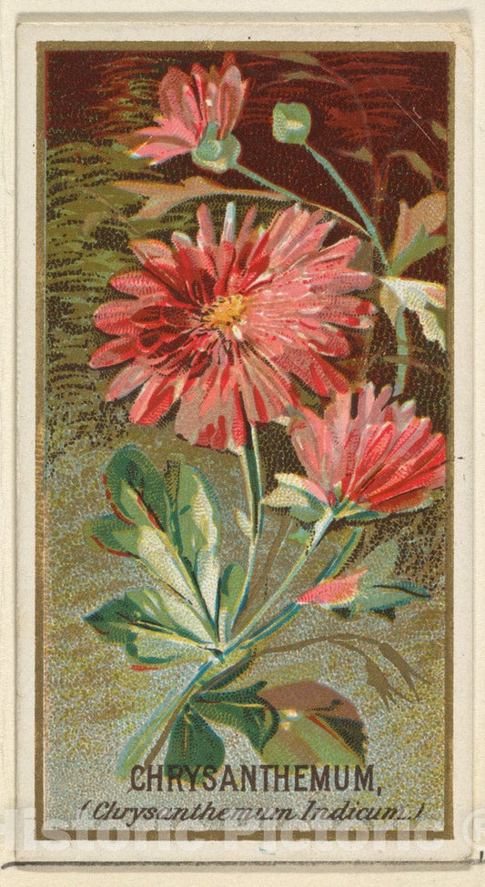 Art Print : Issued by Goodwin & Company - Chrysanthemum (Chrysanthemum Indicum), from The Flowers Series for Old Judge Cigarettes : Vintage Wall Art