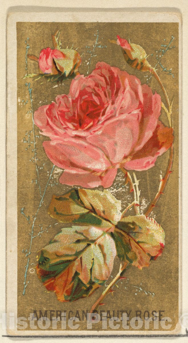 Art Print : Issued by Goodwin & Company - American Beauty Rose, from The Flowers Series for Old Judge Cigarettes : Vintage Wall Art