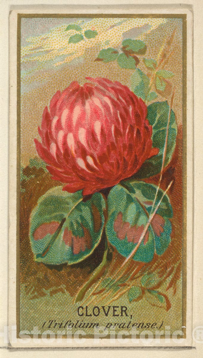 Art Print : Issued by Goodwin & Company - Clover (Trifolium pratense), from The Flowers Series for Old Judge Cigarettes : Vintage Wall Art