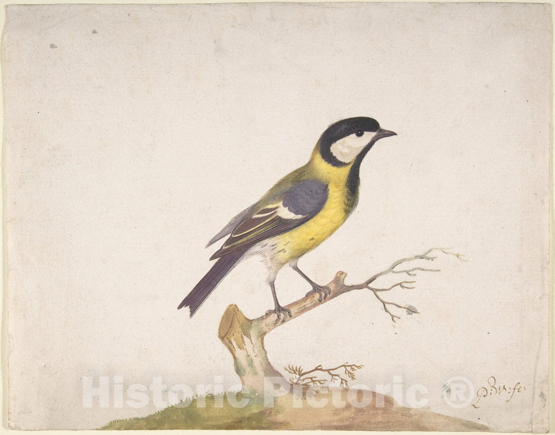 Art Print : Pieter Withoos - A Great Titmouse (Parus Major) Perched on a Branch : Vintage Wall Art