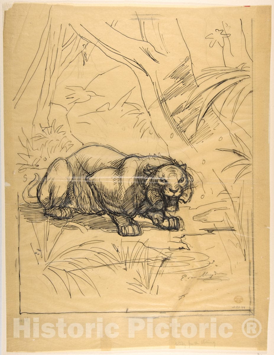 Art Print : Evert Louis Van Muyden - Crouching Tiger : Vintage Wall Art