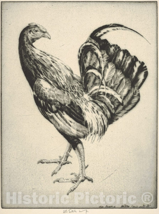 Art Print : Henry Emerson Tuttle - Game Cock (Carney Cock) : Vintage Wall Art
