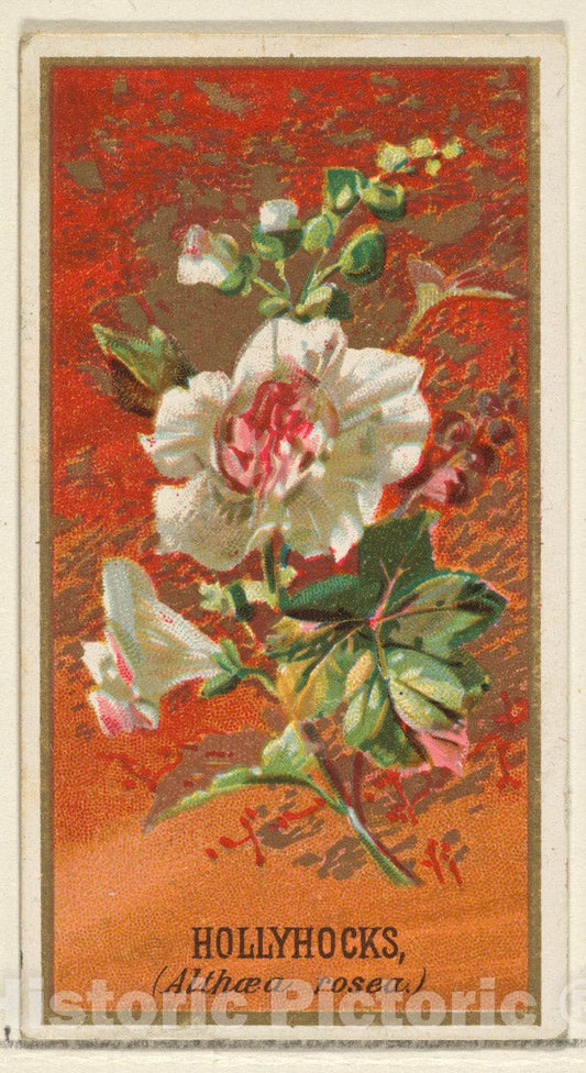 Art Print : Issued by Goodwin & Company - Hollyhocks (Althea rosea), from The Flowers Series for Old Judge Cigarettes : Vintage Wall Art
