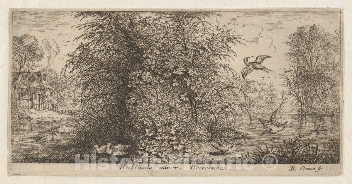 Art Print : Albert Flamen - Rusticula Minor, Beccassine (The Snipe): Livre d'Oyseaux (Book of Birds) : Vintage Wall Art