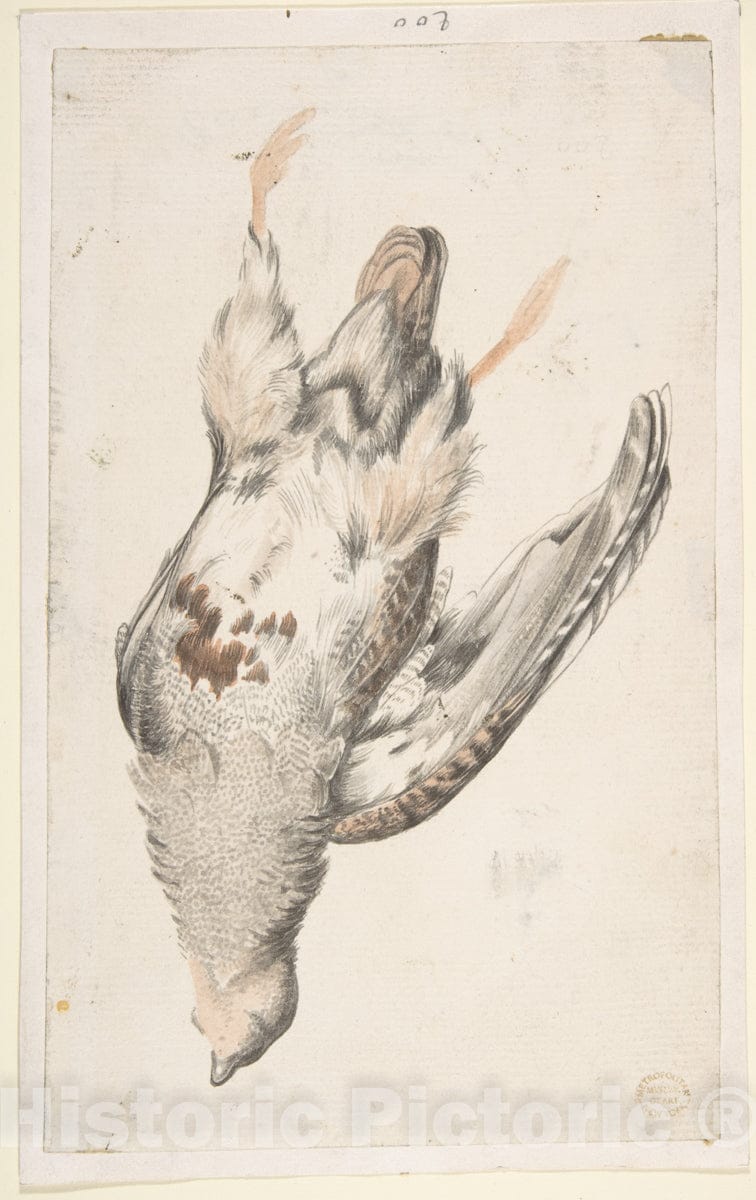 Art Print : Count Giorgio Durante (Duranti) - A Dead Bird (Quail?) Seen from Below. : Vintage Wall Art