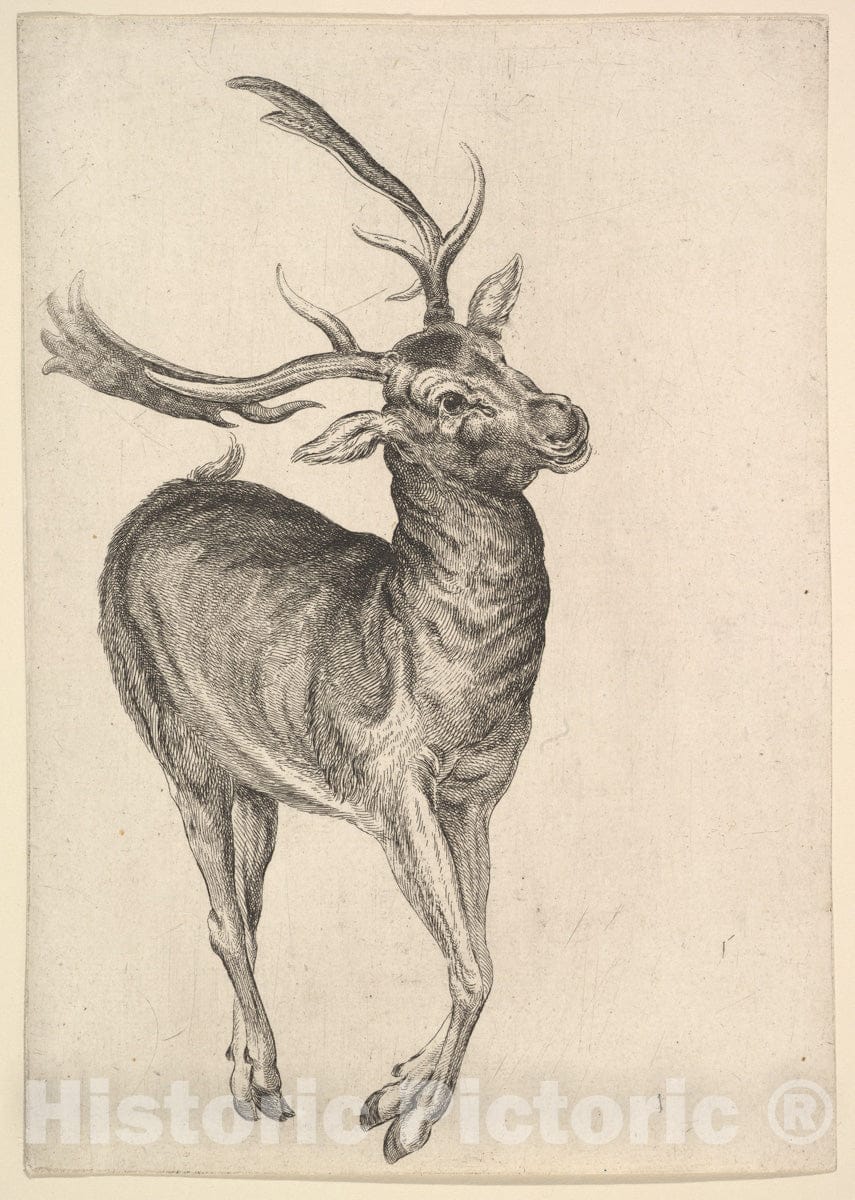 Art Print : Wenceslaus Hollar - Stag : Vintage Wall Art