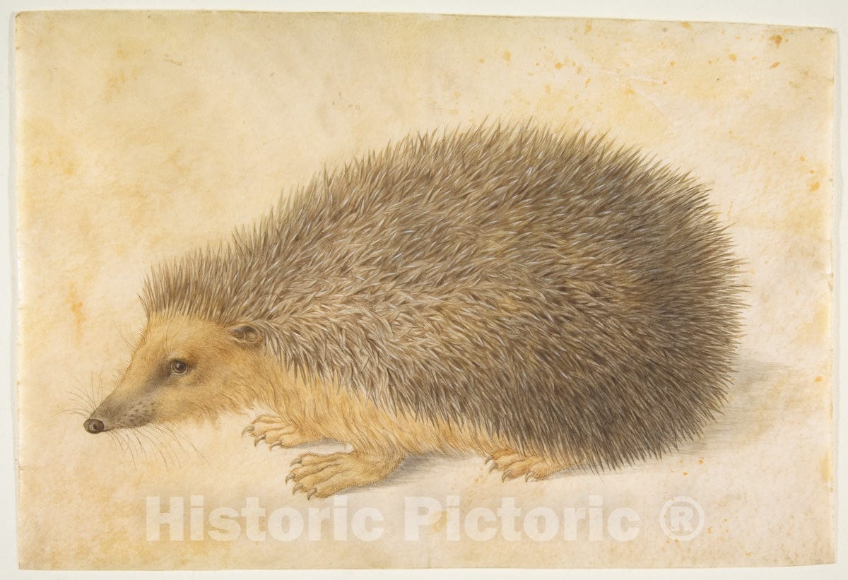 Art Print : Hans Hoffmann - A Hedgehog (Erinaceus roumanicus) : Vintage Wall Art