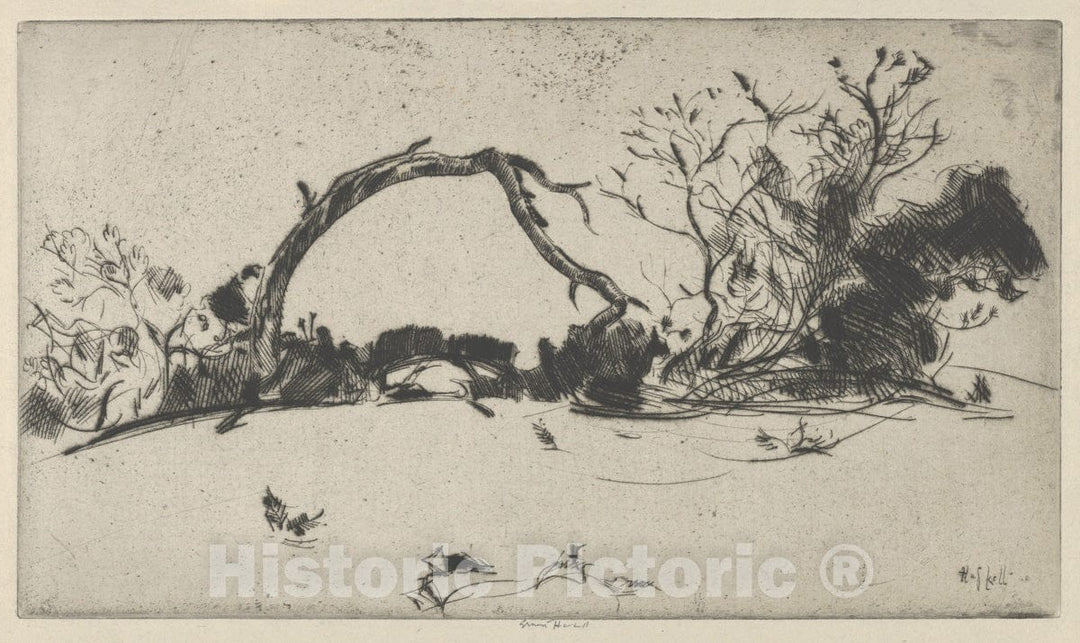 Art Print : Ernest Haskell - Cypress Study No. 1 : Vintage Wall Art