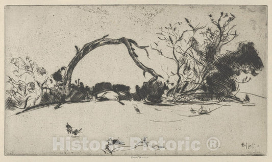 Art Print : Ernest Haskell - Cypress Study No. 1 : Vintage Wall Art